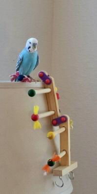 A parakeet with a bird gym toy