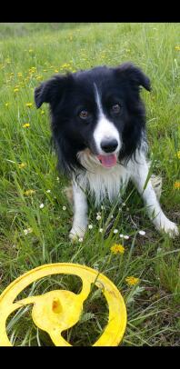 A border collie dog - throw me the frizby.