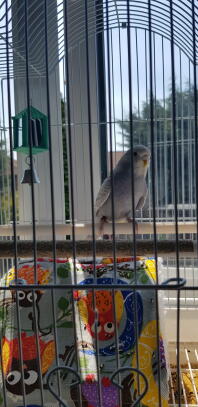 Barry the budgie 