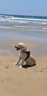 Labrador with harness on at the beach