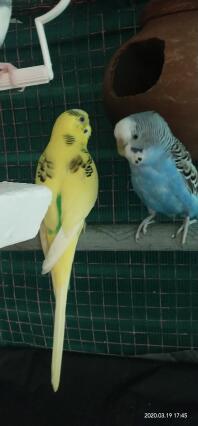 My Sweet Budgies