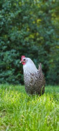 Chicken in garden