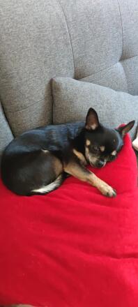 Chihuahua sleeping on sofa
