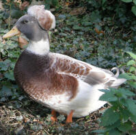 Apricot crested drake duck