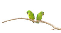 Vernal Hanging Parrot