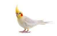 Cockatiel