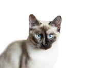 Siamese - Tortie Pointed