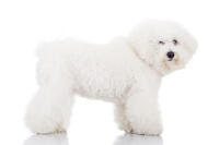 Bichon Frise