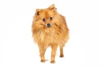 German Spitz (Klein)