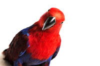 Eclectus Parrot