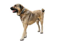 Turkish Kangal Dog