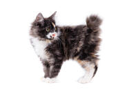 American Bobtail (Longhair)