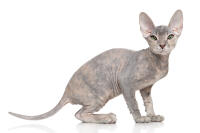 Donskoy - Don Sphynx Cat