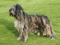 Bergamasco