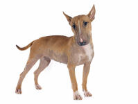 Bull Terrier