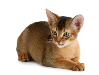 Abyssinian