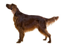 Irish Setter