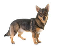 Swedish Vallhund