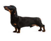 Dachshund