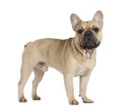 French Bulldog