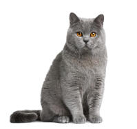 British Shorthair - Self