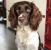 A springer spaniel dog sat indoors with a white and brown coat