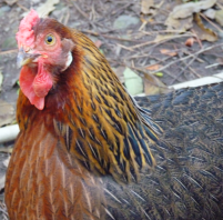 Brown leghorn