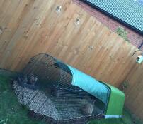 The rabbit sanctuary, home to mum and dad- daisy and arnie and their son budgie 