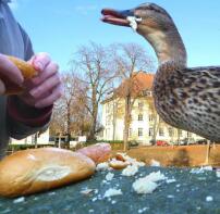 A duck being fed bread by it's owners