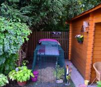 A purple Eglu Cube chicken coop with a run attached in a garden