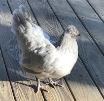 Gracy - a grey araucana chicken.