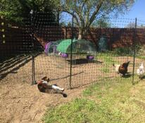 A cat observing the chickens in their fencing