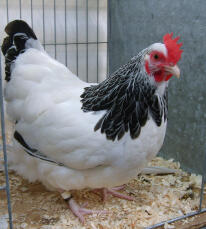 Sussex Bantam Chickens | Sussex Bantam For Sale | Chicken Breeds