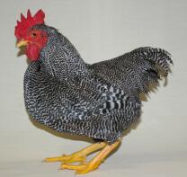 Chicken posing