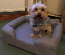 A little dog sitting on his grey bolster bed