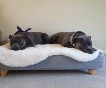 Two dogs sharing their grey bed with sheepskin topper