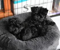 Two small black dogs on a donut shaped bed