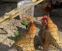 Two chicken eating from the Omlet chicken peck toy.