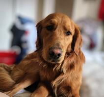 This is my loveable floofy Boomer. He really is the sweetest pup ever!! (Once you get past the land shark phase!!) Lol