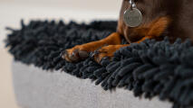 Detail of paws on a grey microfibre topper on a Topology dog bed