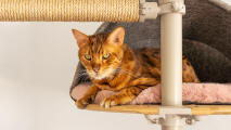A cat lying in a den on the Freestyle indoor cat tree