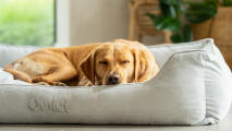 Retriever sleeping in a cosy cord fabric nest bed