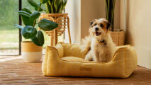 Scruffy terrier sitting in a yellow nest bed