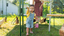 Small child holding an egg inside a walk in chicken run