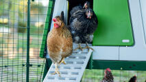 Chickens walking out of a the Omlet smart automatic chicken coop door opener