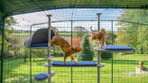 A cat climbing across the Freestyle cat tree set up with various accessories