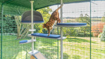 A cat climbing down the steps attached to the outdoor Freestyle cat tree