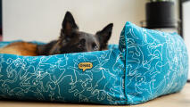 German shepherd peaking out from a cosy blue nest bed