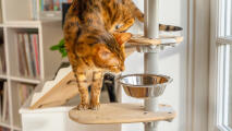 A cat looking into a food bowl on a Freestyle platform