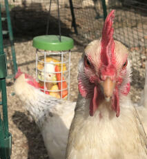 A close up photograph of a chicken with a peck toy in the background.